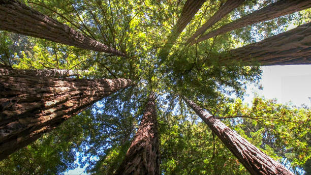 Tree and Shrub Care in Sandy, UT