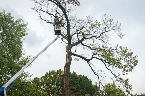 Best Tree Trimming and Pruning  in Sandy, UT