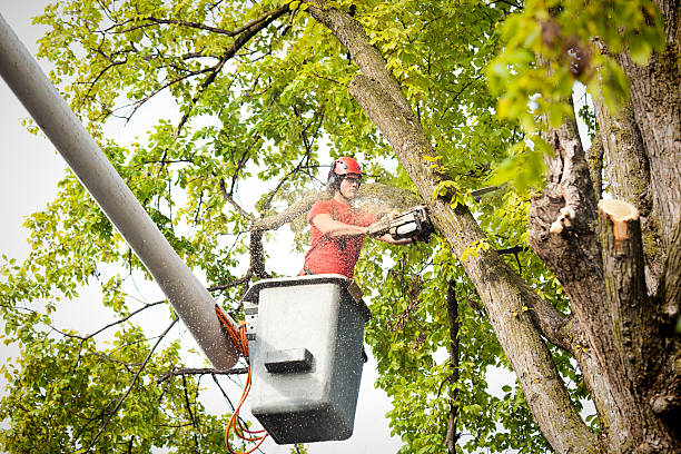 Professional  Tree Services in Sandy, UT