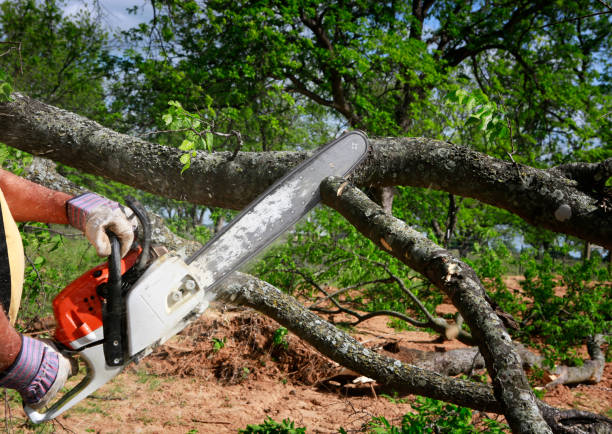 Why Choose Our Tree Removal Services in Sandy, UT?